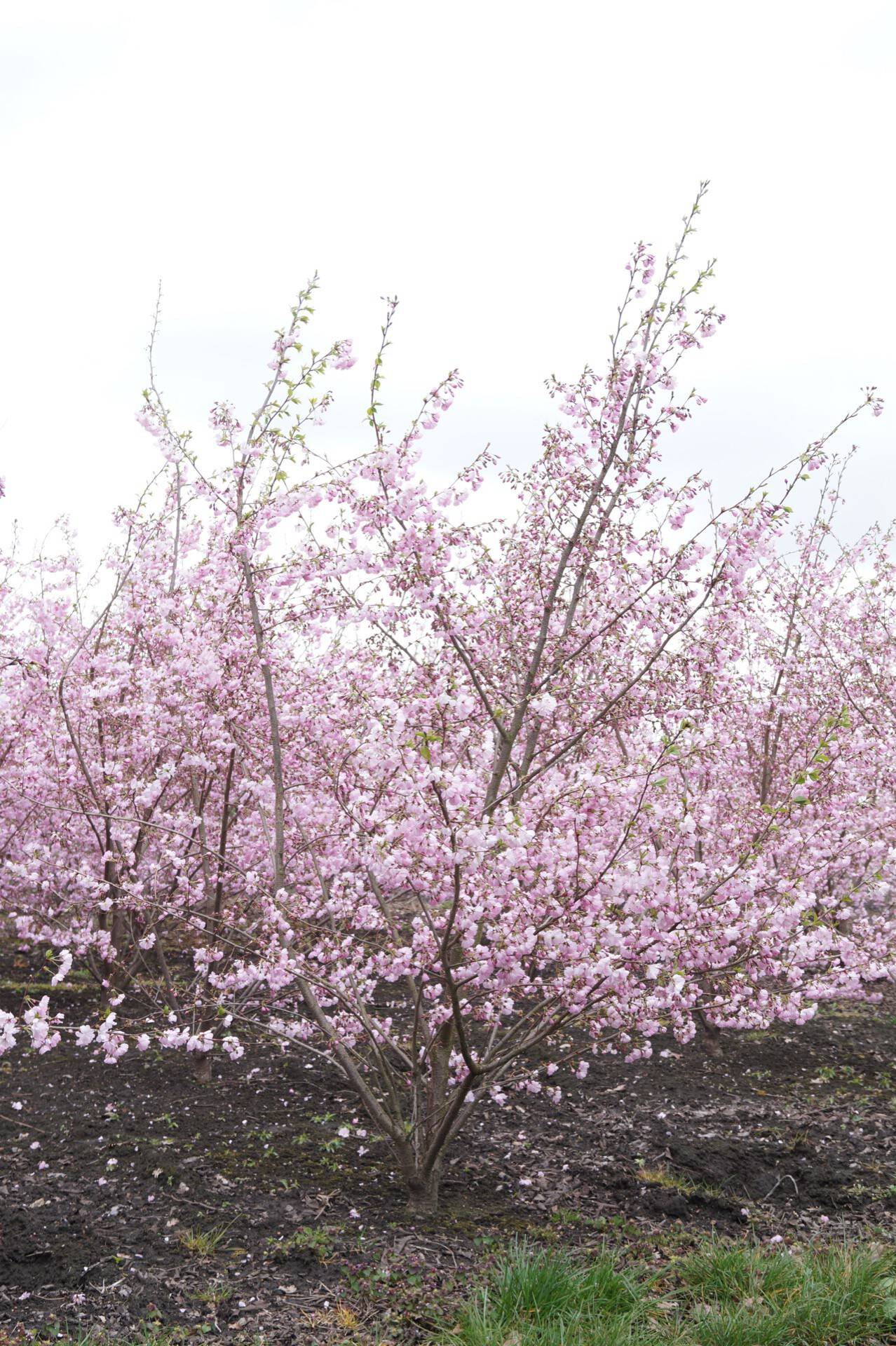 Prunus Accolade_11
